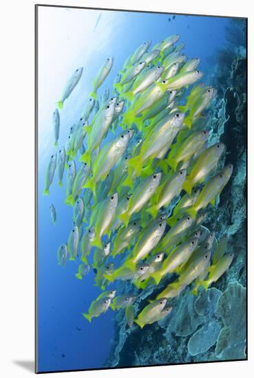 Schooling Brownstripe Snapper, Raja Ampat, West Papua, Indonesia-null-Mounted Photographic Print