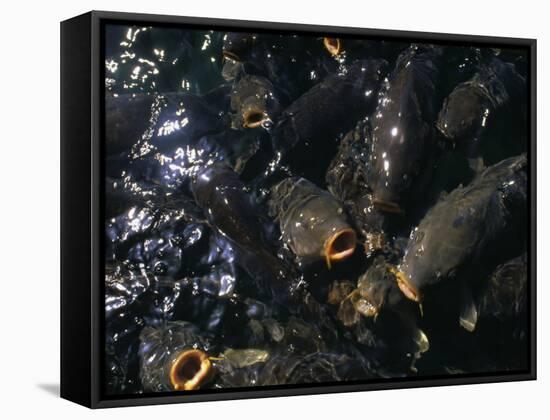 Schooling Carp, Lake Mead Nra, NV-Mark Gibson-Framed Stretched Canvas