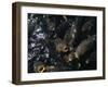 Schooling Carp, Lake Mead Nra, NV-Mark Gibson-Framed Photographic Print