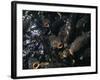 Schooling Carp, Lake Mead Nra, NV-Mark Gibson-Framed Photographic Print