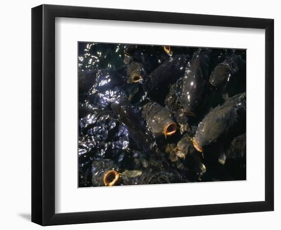 Schooling Carp, Lake Mead Nra, NV-Mark Gibson-Framed Photographic Print