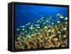 Schooling Damselfish, North Huvadhoo Atoll, Southern Maldives, Indian Ocean-Stuart Westmorland-Framed Stretched Canvas