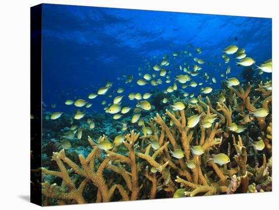 Schooling Damselfish, North Huvadhoo Atoll, Southern Maldives, Indian Ocean-Stuart Westmorland-Stretched Canvas