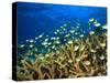 Schooling Damselfish, North Huvadhoo Atoll, Southern Maldives, Indian Ocean-Stuart Westmorland-Stretched Canvas