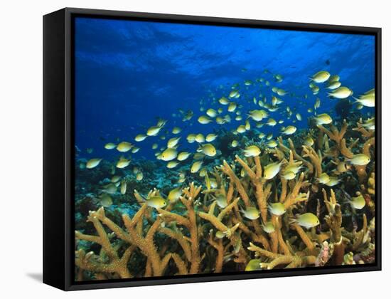 Schooling Damselfish, North Huvadhoo Atoll, Southern Maldives, Indian Ocean-Stuart Westmorland-Framed Stretched Canvas