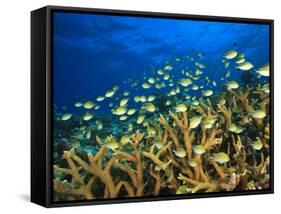 Schooling Damselfish, North Huvadhoo Atoll, Southern Maldives, Indian Ocean-Stuart Westmorland-Framed Stretched Canvas