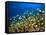 Schooling Damselfish, North Huvadhoo Atoll, Southern Maldives, Indian Ocean-Stuart Westmorland-Framed Stretched Canvas