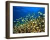 Schooling Damselfish, North Huvadhoo Atoll, Southern Maldives, Indian Ocean-Stuart Westmorland-Framed Photographic Print