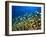 Schooling Damselfish, North Huvadhoo Atoll, Southern Maldives, Indian Ocean-Stuart Westmorland-Framed Photographic Print