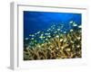 Schooling Damselfish, North Huvadhoo Atoll, Southern Maldives, Indian Ocean-Stuart Westmorland-Framed Photographic Print