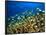 Schooling Damselfish, North Huvadhoo Atoll, Southern Maldives, Indian Ocean-Stuart Westmorland-Framed Photographic Print