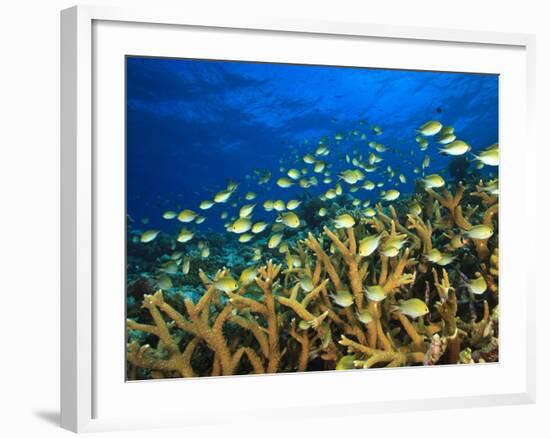 Schooling Damselfish, North Huvadhoo Atoll, Southern Maldives, Indian Ocean-Stuart Westmorland-Framed Photographic Print