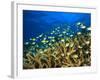 Schooling Damselfish, North Huvadhoo Atoll, Southern Maldives, Indian Ocean-Stuart Westmorland-Framed Photographic Print