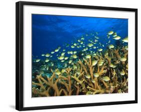 Schooling Damselfish, North Huvadhoo Atoll, Southern Maldives, Indian Ocean-Stuart Westmorland-Framed Photographic Print