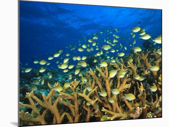 Schooling Damselfish, North Huvadhoo Atoll, Southern Maldives, Indian Ocean-Stuart Westmorland-Mounted Photographic Print