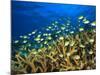 Schooling Damselfish, North Huvadhoo Atoll, Southern Maldives, Indian Ocean-Stuart Westmorland-Mounted Photographic Print