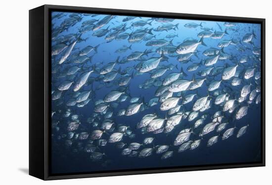 Schooling Fish Near Cocos Island, Costa Rica-Stocktrek Images-Framed Stretched Canvas