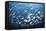 Schooling Fish Near Cocos Island, Costa Rica-Stocktrek Images-Framed Stretched Canvas