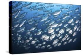 Schooling Fish Near Cocos Island, Costa Rica-Stocktrek Images-Stretched Canvas