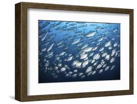 Schooling Fish Near Cocos Island, Costa Rica-Stocktrek Images-Framed Photographic Print