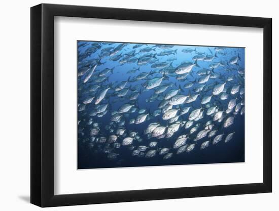 Schooling Fish Near Cocos Island, Costa Rica-Stocktrek Images-Framed Photographic Print