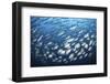 Schooling Fish Near Cocos Island, Costa Rica-Stocktrek Images-Framed Photographic Print