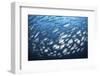 Schooling Fish Near Cocos Island, Costa Rica-Stocktrek Images-Framed Photographic Print