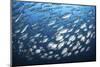 Schooling Fish Near Cocos Island, Costa Rica-Stocktrek Images-Mounted Photographic Print