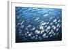 Schooling Fish Near Cocos Island, Costa Rica-Stocktrek Images-Framed Photographic Print