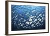 Schooling Fish Near Cocos Island, Costa Rica-Stocktrek Images-Framed Photographic Print