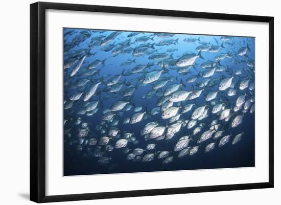 Schooling Fish Near Cocos Island, Costa Rica-Stocktrek Images-Framed Photographic Print