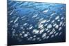 Schooling Fish Near Cocos Island, Costa Rica-Stocktrek Images-Mounted Photographic Print