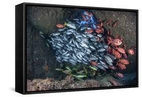 Schooling Fish Swim in a Cavern Near Cocos Island, Costa Rica-Stocktrek Images-Framed Stretched Canvas