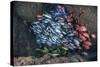 Schooling Fish Swim in a Cavern Near Cocos Island, Costa Rica-Stocktrek Images-Stretched Canvas