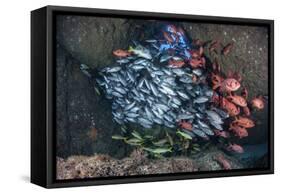 Schooling Fish Swim in a Cavern Near Cocos Island, Costa Rica-Stocktrek Images-Framed Stretched Canvas