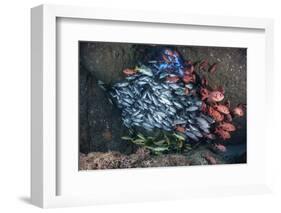 Schooling Fish Swim in a Cavern Near Cocos Island, Costa Rica-Stocktrek Images-Framed Photographic Print