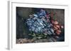 Schooling Fish Swim in a Cavern Near Cocos Island, Costa Rica-Stocktrek Images-Framed Photographic Print