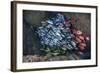 Schooling Fish Swim in a Cavern Near Cocos Island, Costa Rica-Stocktrek Images-Framed Photographic Print