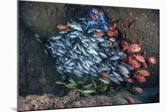 Schooling Fish Swim in a Cavern Near Cocos Island, Costa Rica-Stocktrek Images-Mounted Photographic Print