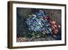 Schooling Fish Swim in a Cavern Near Cocos Island, Costa Rica-Stocktrek Images-Framed Photographic Print