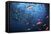 Schooling Fish Swim Near Cocos Island, Costa Rica-Stocktrek Images-Framed Stretched Canvas