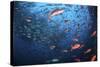 Schooling Fish Swim Near Cocos Island, Costa Rica-Stocktrek Images-Stretched Canvas