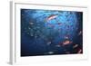 Schooling Fish Swim Near Cocos Island, Costa Rica-Stocktrek Images-Framed Photographic Print