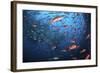 Schooling Fish Swim Near Cocos Island, Costa Rica-Stocktrek Images-Framed Photographic Print