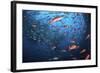 Schooling Fish Swim Near Cocos Island, Costa Rica-Stocktrek Images-Framed Photographic Print