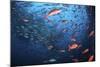 Schooling Fish Swim Near Cocos Island, Costa Rica-Stocktrek Images-Mounted Photographic Print