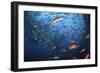 Schooling Fish Swim Near Cocos Island, Costa Rica-Stocktrek Images-Framed Photographic Print