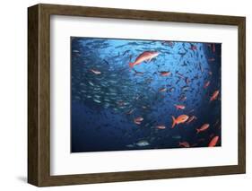 Schooling Fish Swim Near Cocos Island, Costa Rica-Stocktrek Images-Framed Photographic Print