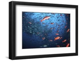 Schooling Fish Swim Near Cocos Island, Costa Rica-Stocktrek Images-Framed Photographic Print