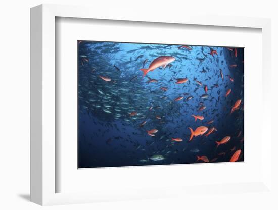 Schooling Fish Swim Near Cocos Island, Costa Rica-Stocktrek Images-Framed Photographic Print